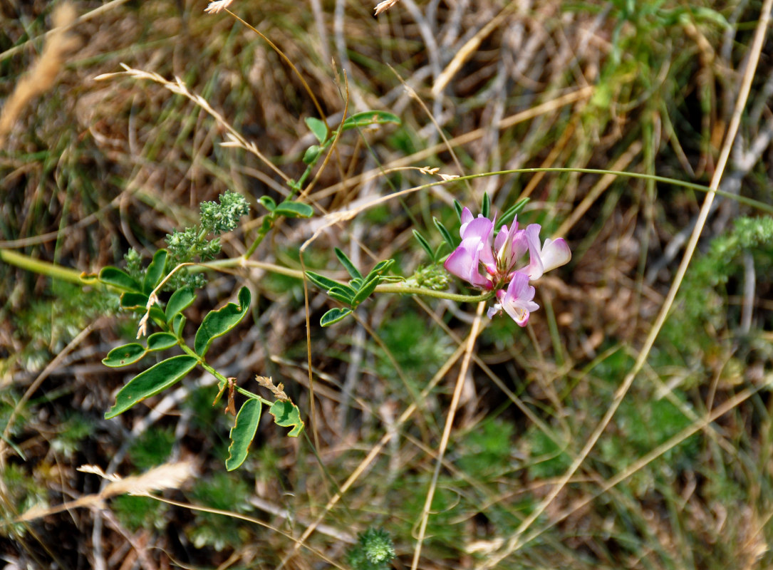 Image of Hedysarum gmelinii specimen.