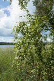 Betula pubescens. Ветви. Финляндия, муниципалитет Савонлинна, окр. туркомплекса Харьюн Портти, берег оз. Пихлаявеси, травяно-бруснично-зеленомошный сосняк. 04.08.2018.