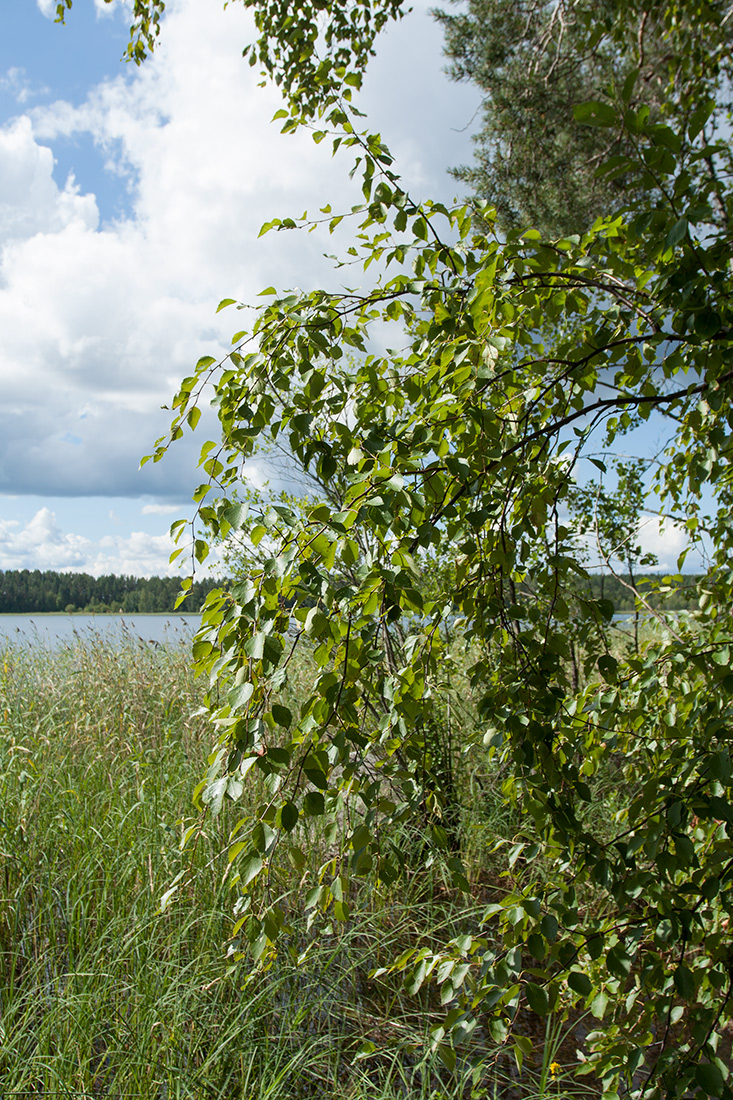 Изображение особи Betula pubescens.