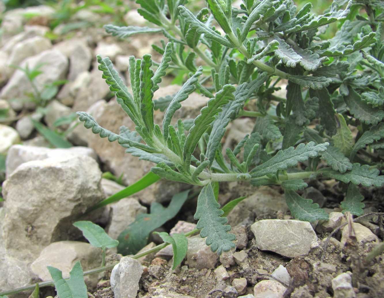 Изображение особи Teucrium capitatum.