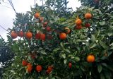 Citrus sinensis