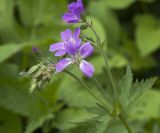 Geranium sylvaticum