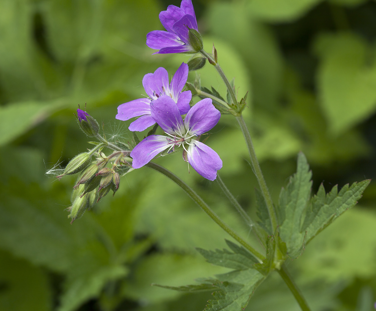 Image of Geranium sylvaticum specimen.