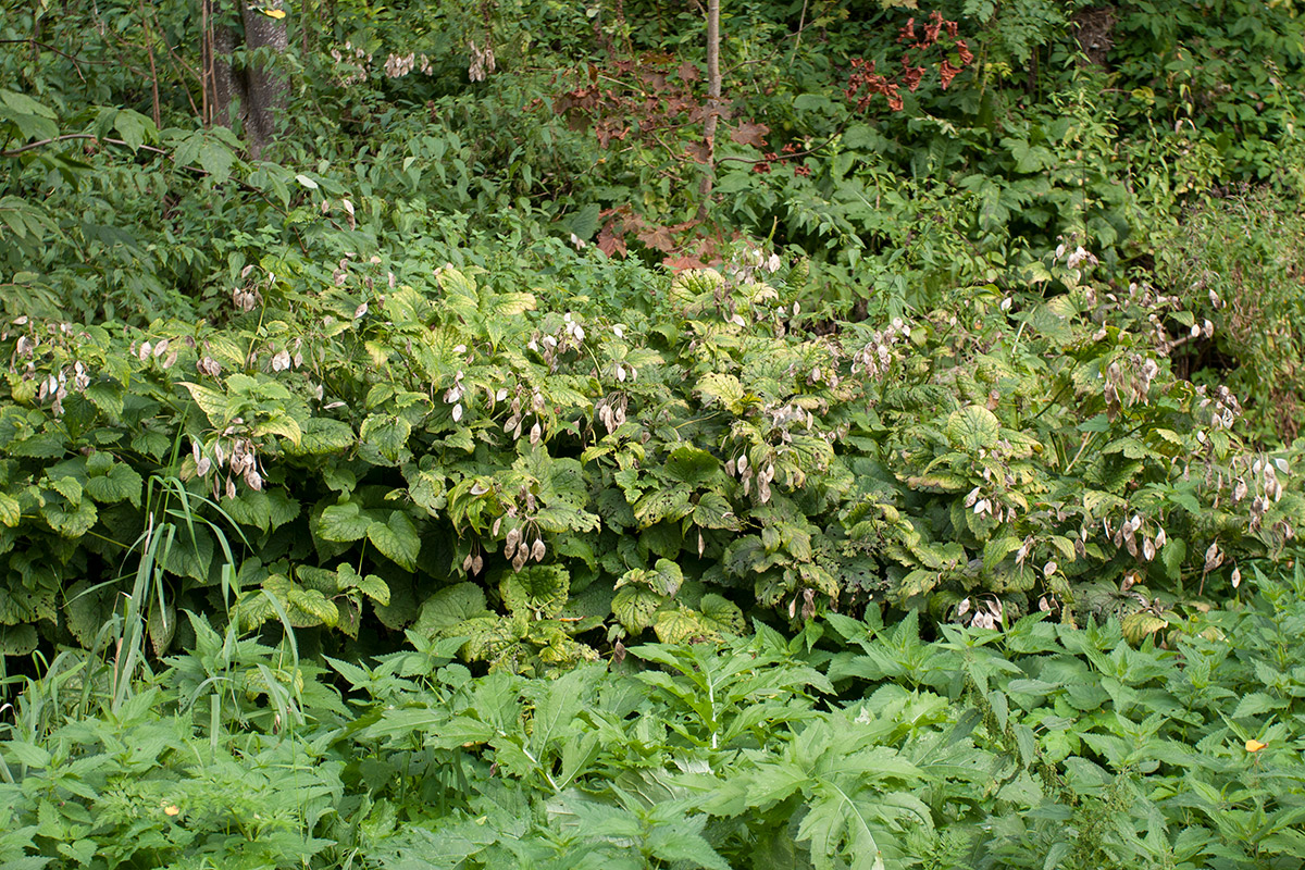 Изображение особи Lunaria rediviva.