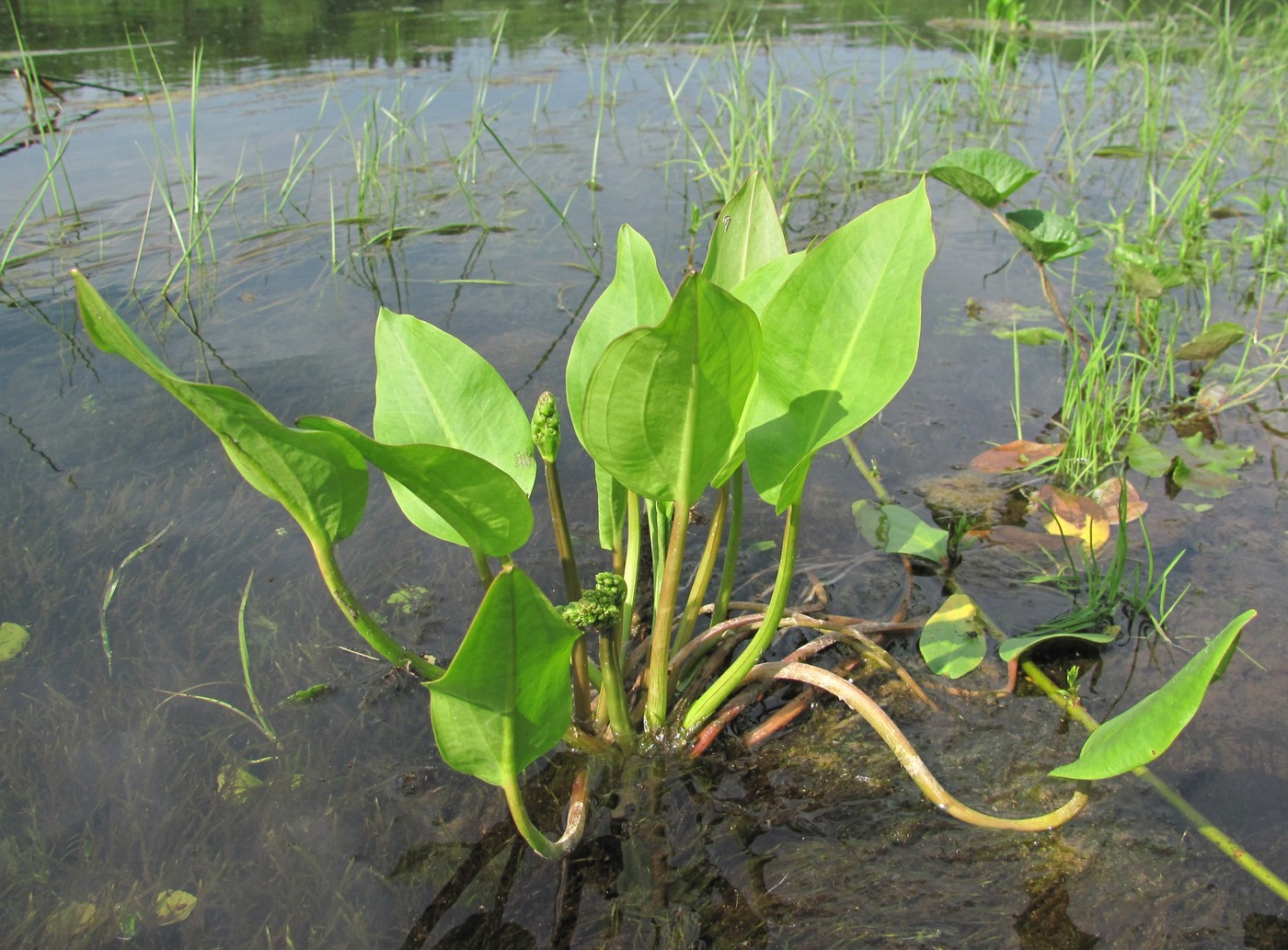 Image of Alisma plantago-aquatica specimen.