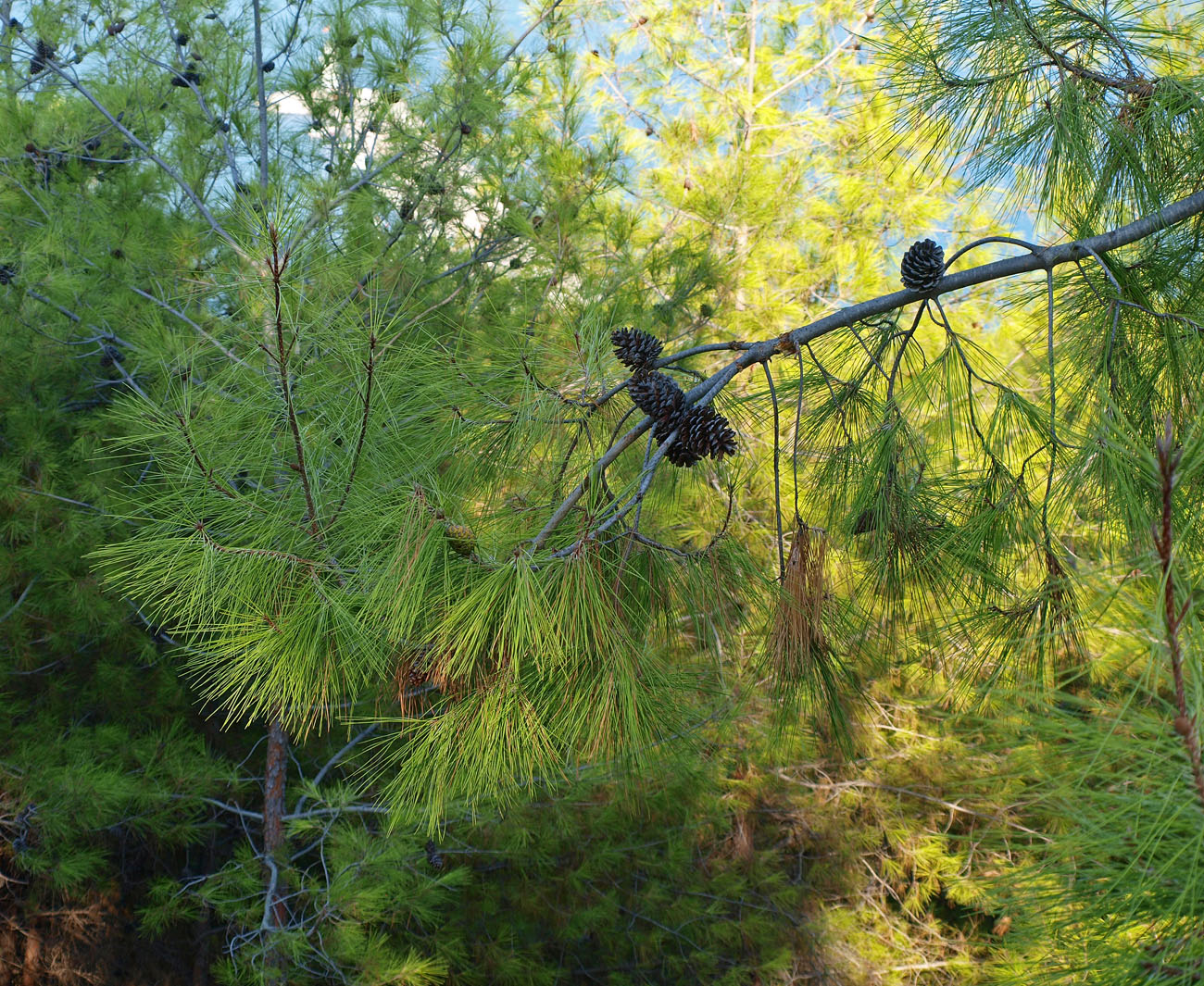 Изображение особи Pinus brutia.