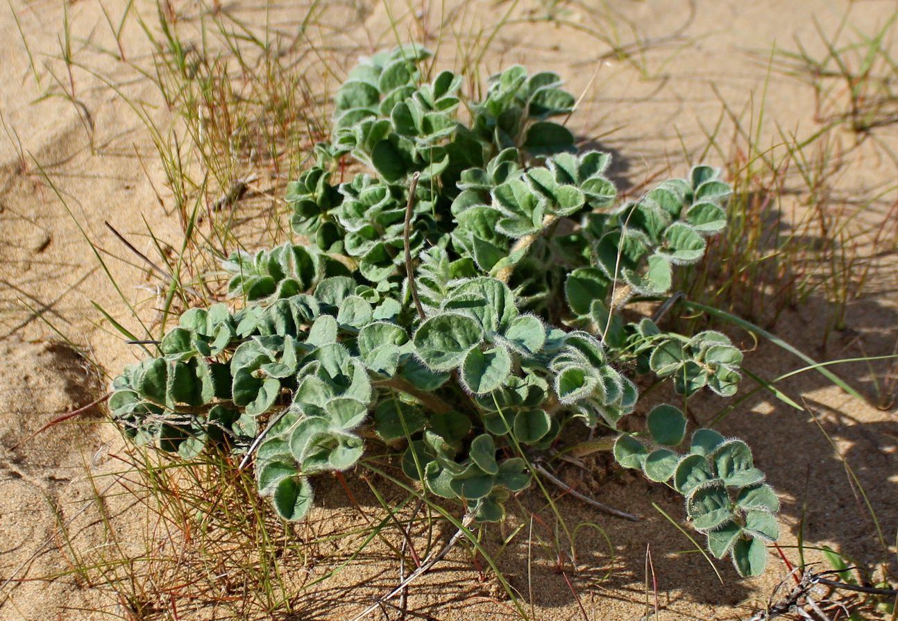 Image of Astragalus chiwensis specimen.