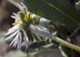 Bellis sylvestris