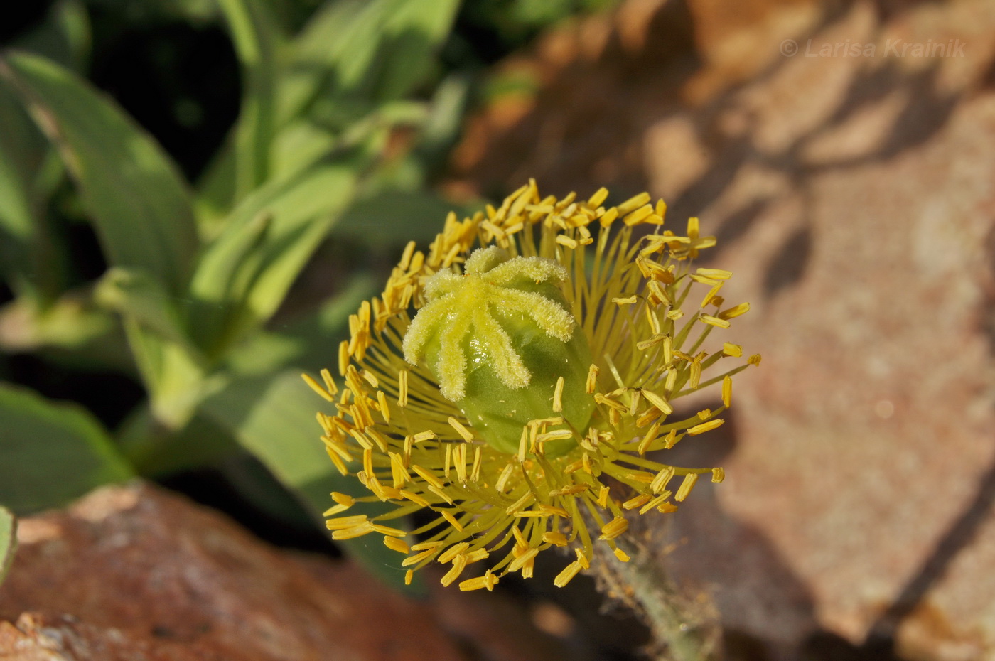 Image of Papaver sokolovskajae specimen.