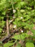 Circaea lutetiana. Часть соцветия. Украина, Закарпатская обл., Тячевский р-н, с. Усть-Черная, склон горы Мокрая. 27.06.2010.