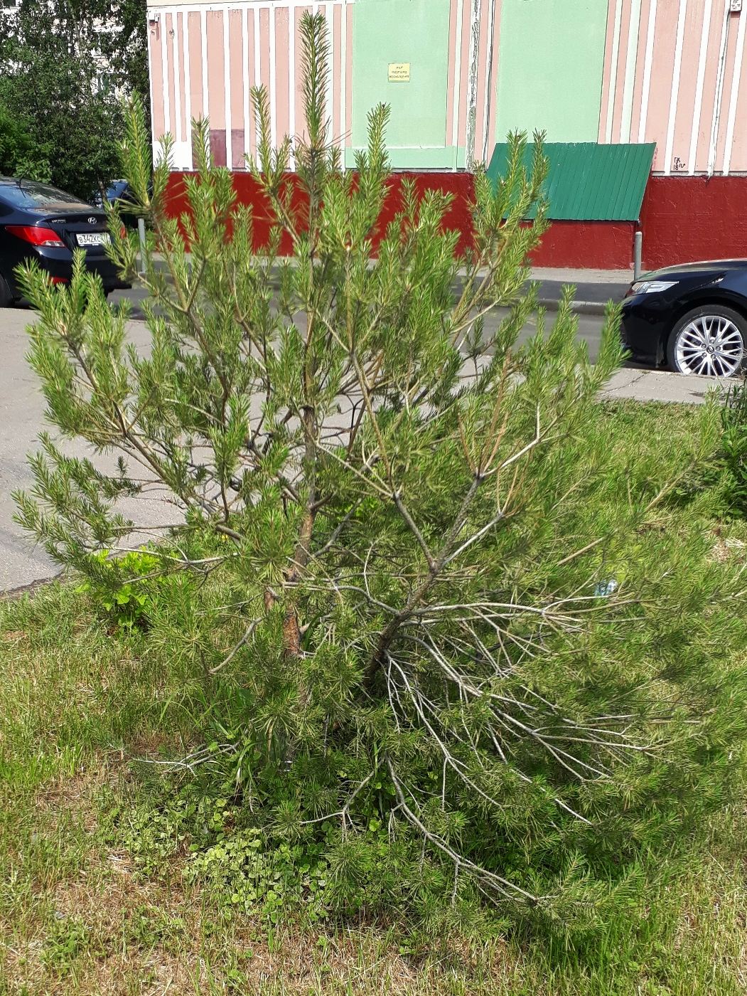 Image of Pinus mugo specimen.
