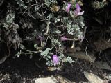 Astragalus fissuralis