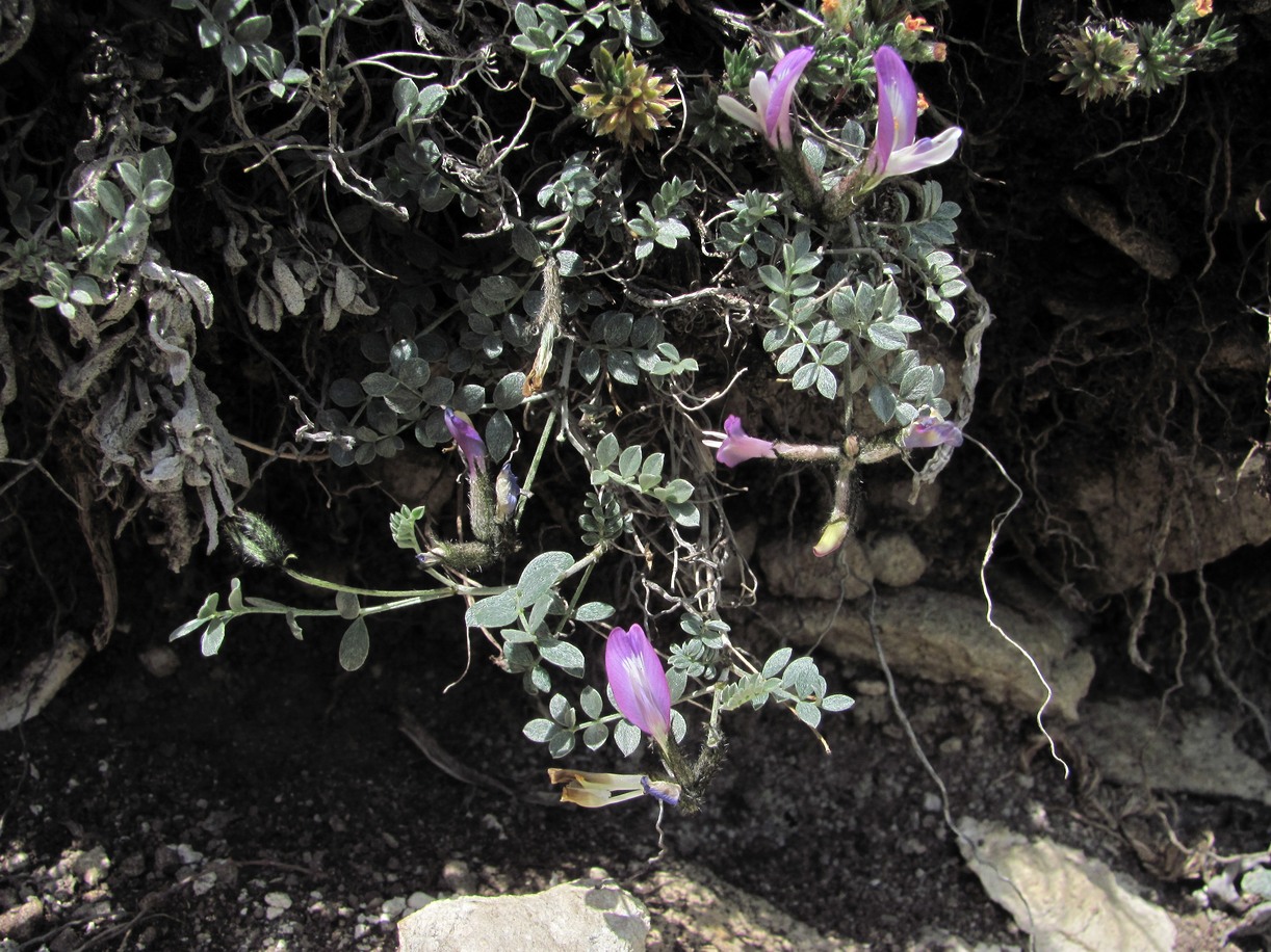 Изображение особи Astragalus fissuralis.