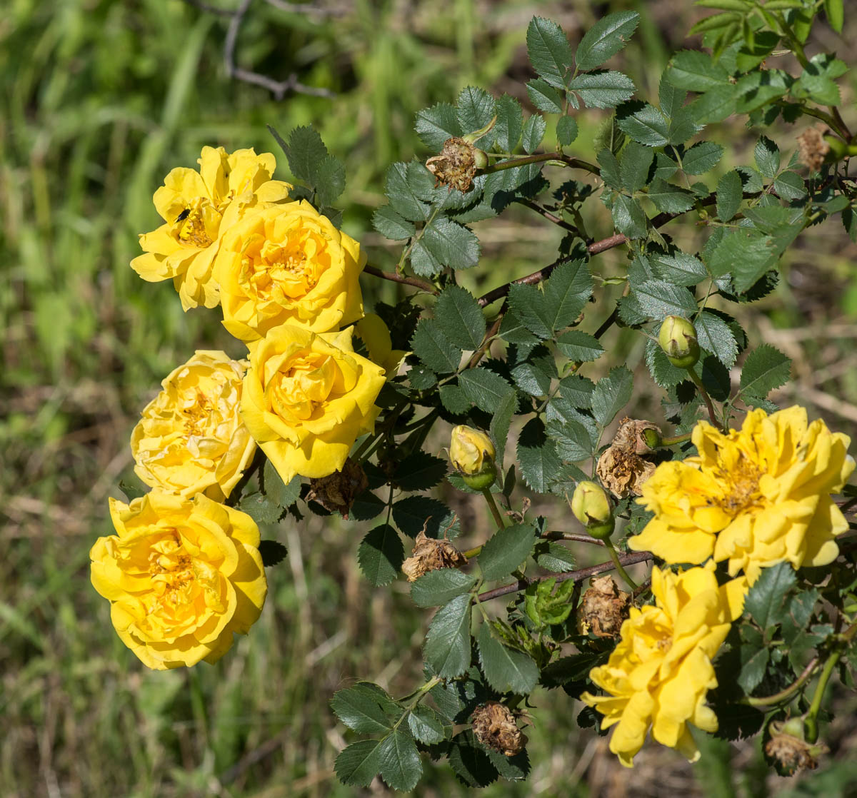 Изображение особи Rosa foetida var. persiana.