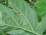 Heracleum asperum. Часть листа (вид снизу). Кабардино-Балкария, Эльбрусский р-н, ок. 1550 м н.у.м., берег р. Герхожансу. 02.07.2019.
