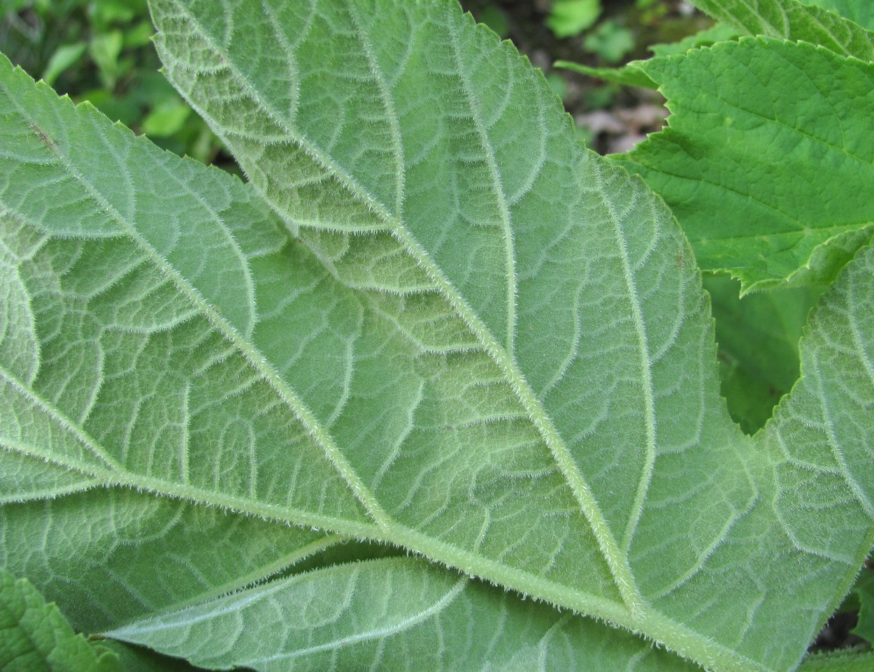 Изображение особи Heracleum asperum.