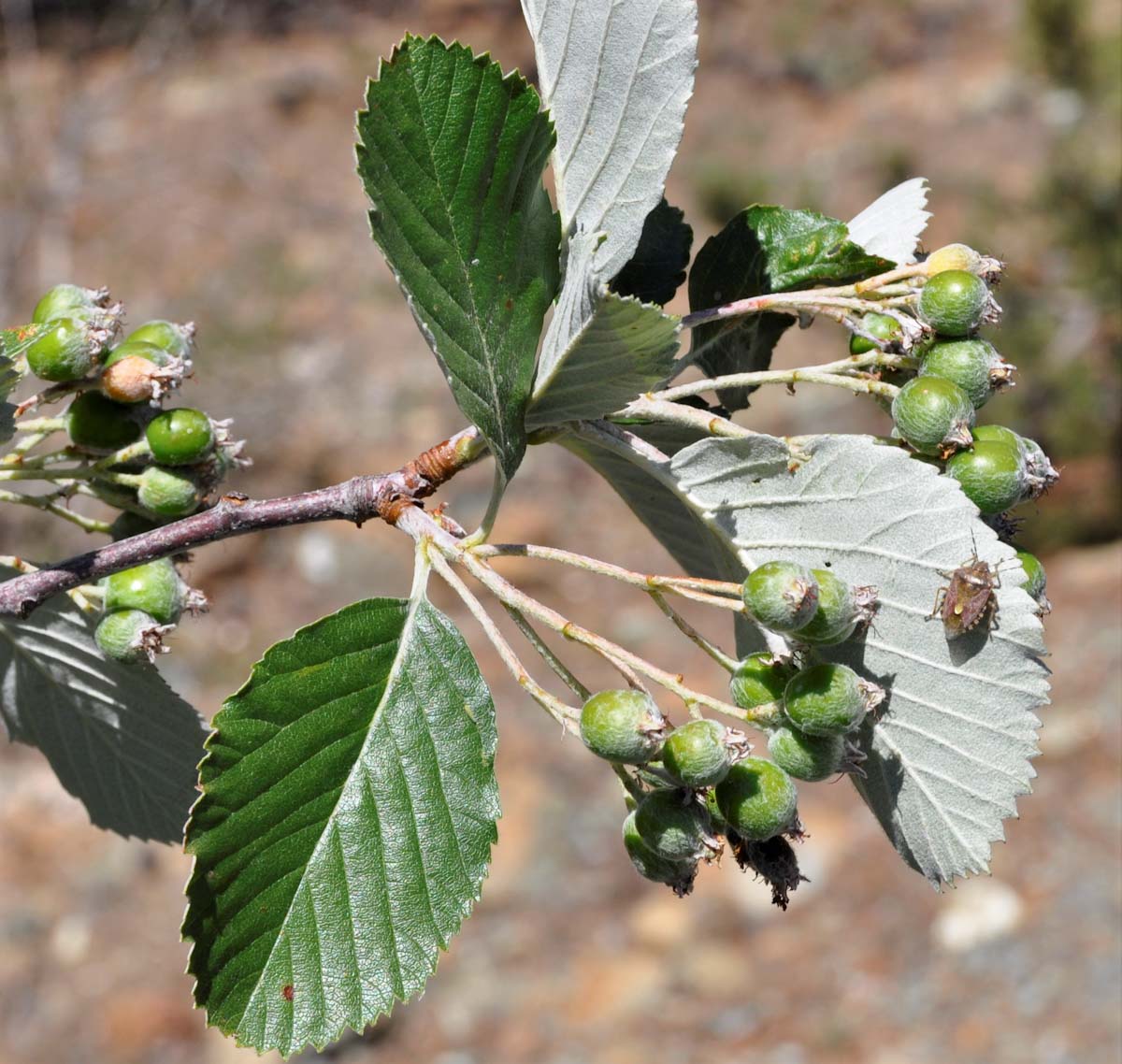 Изображение особи Sorbus graeca.