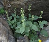 Scrophularia altaica. Цветущее растение. Алтай, 24 км СЗЗ с. Акташ, долина р. Чуя, курумы. 6 июля 2019 г.