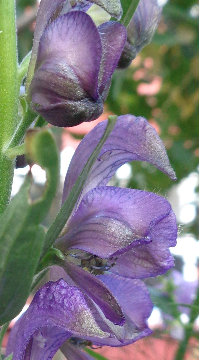 Изображение особи Aconitum napellus.