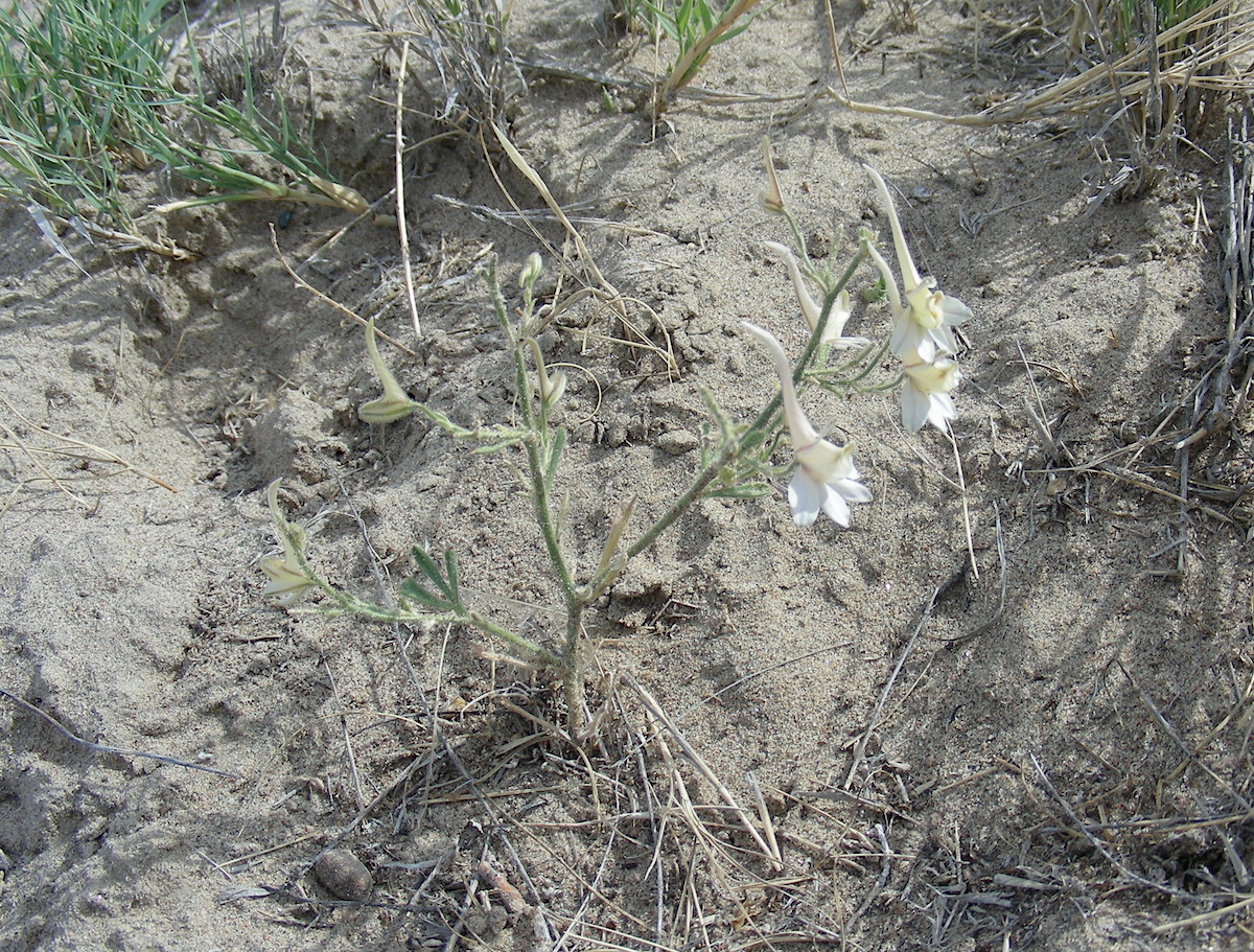 Image of Delphinium camptocarpum specimen.