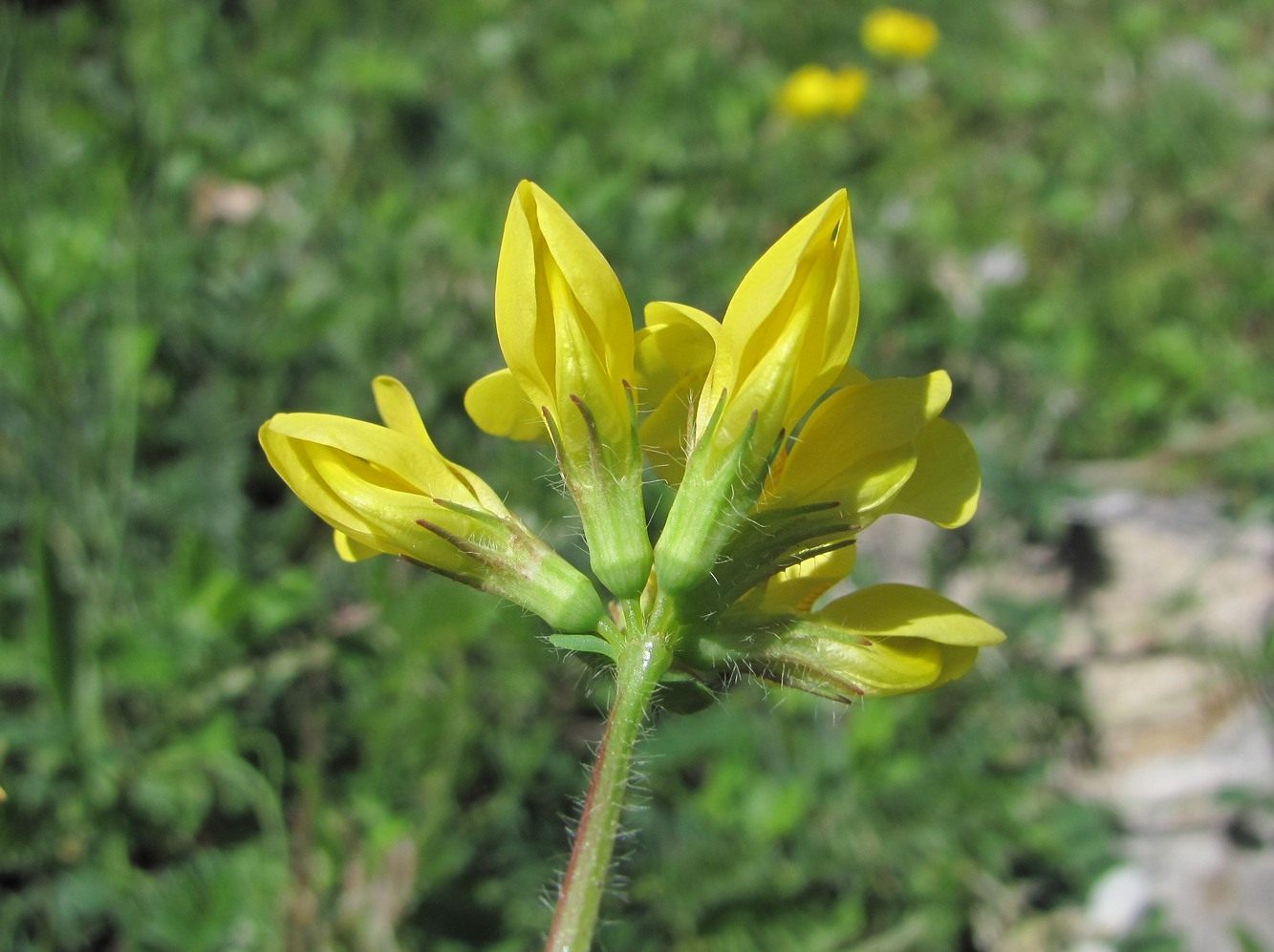 Image of Lotus caucasicus specimen.