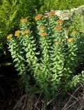 Rhodiola rosea. Цветущие растения. Алтайский край, Чарышский р-н, верховья р. Большой Тигирек. 16 июля 2010 г.