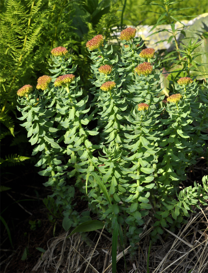 Изображение особи Rhodiola rosea.