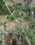 Teucrium orientale. Часть побега. Дагестан, Кумторкалинский р-н, хр. Нарат-Тюбе, нагорная степь. 02.06.2019.