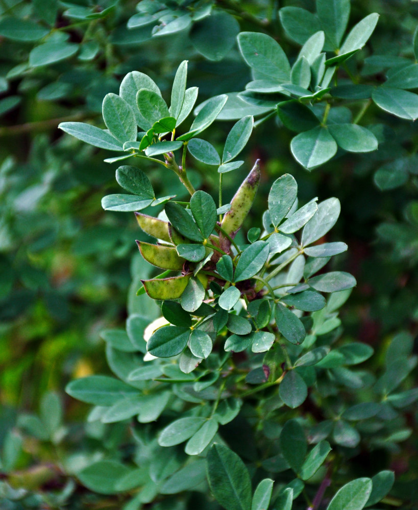 Image of Chamaecytisus ruthenicus specimen.