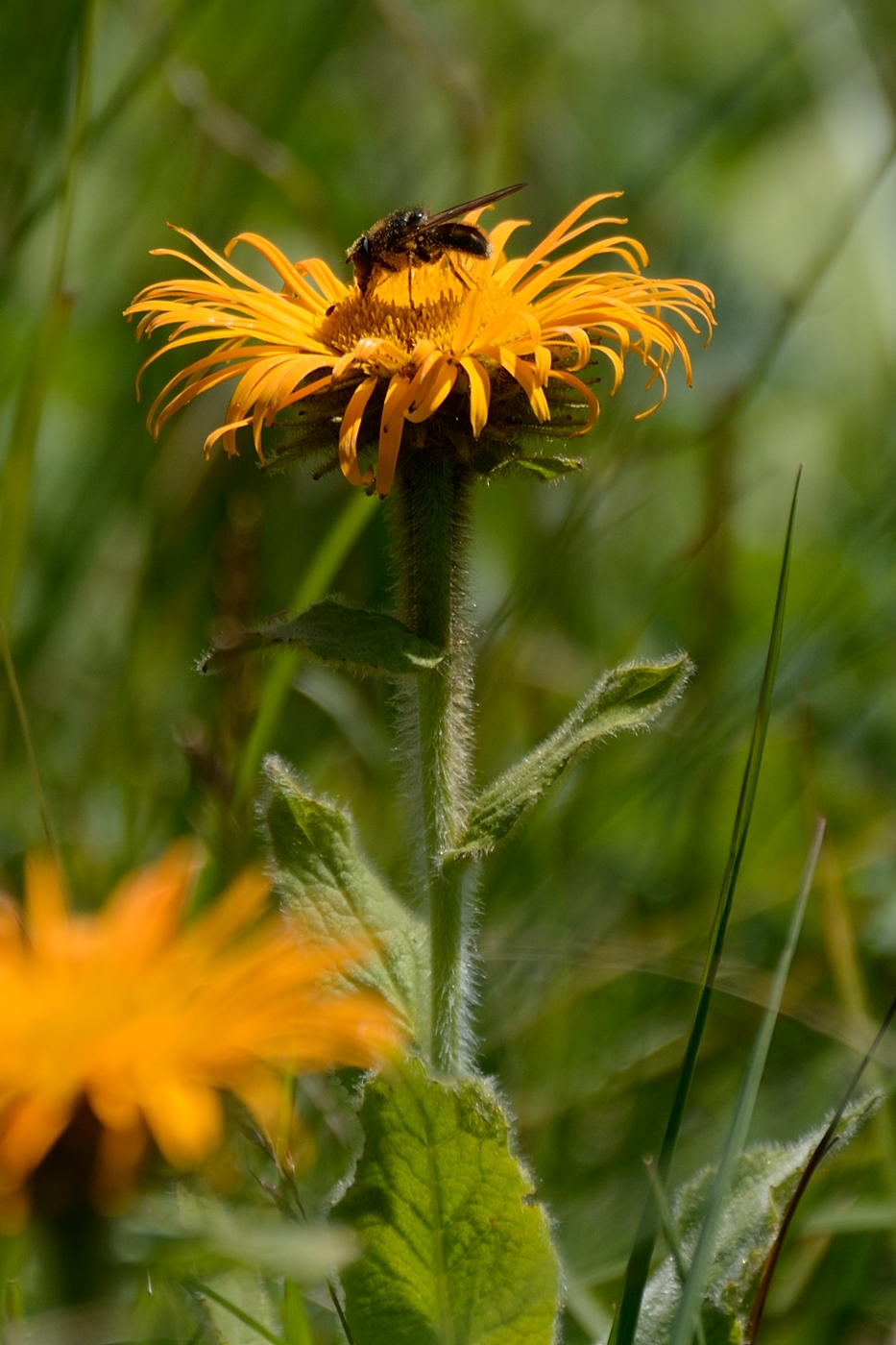 Изображение особи Inula grandiflora.