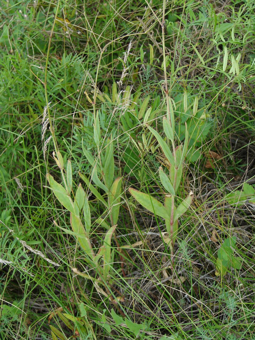 Изображение особи Gypsophila scorzonerifolia.