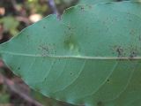 Laurus nobilis. Верхушка листа с галлом (вид снизу). Краснодарский край, Сочи, окр. мкр. Хоста, лес. 04.11.2019.