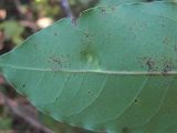 Laurus nobilis