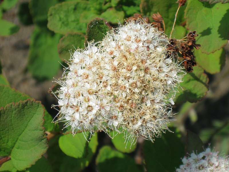 Изображение особи Spiraea beauverdiana.