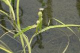 Sparganium hyperboreum