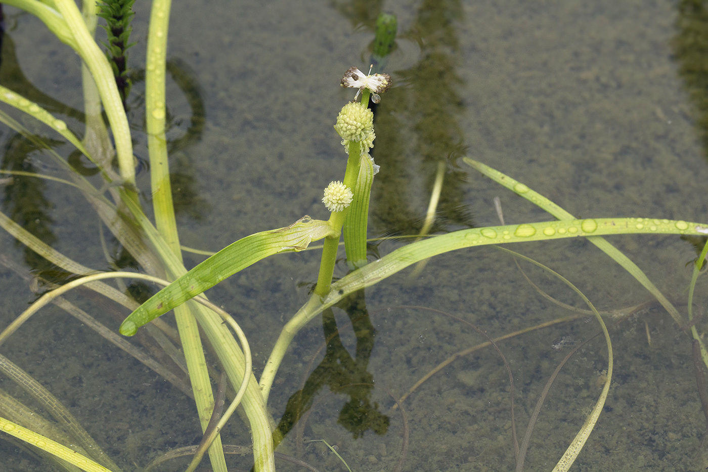 Image of Sparganium hyperboreum specimen.