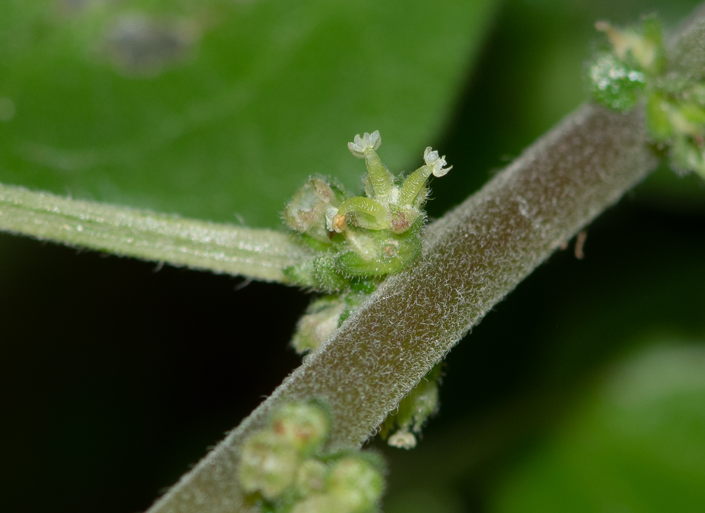 Image of Parietaria elliptica specimen.