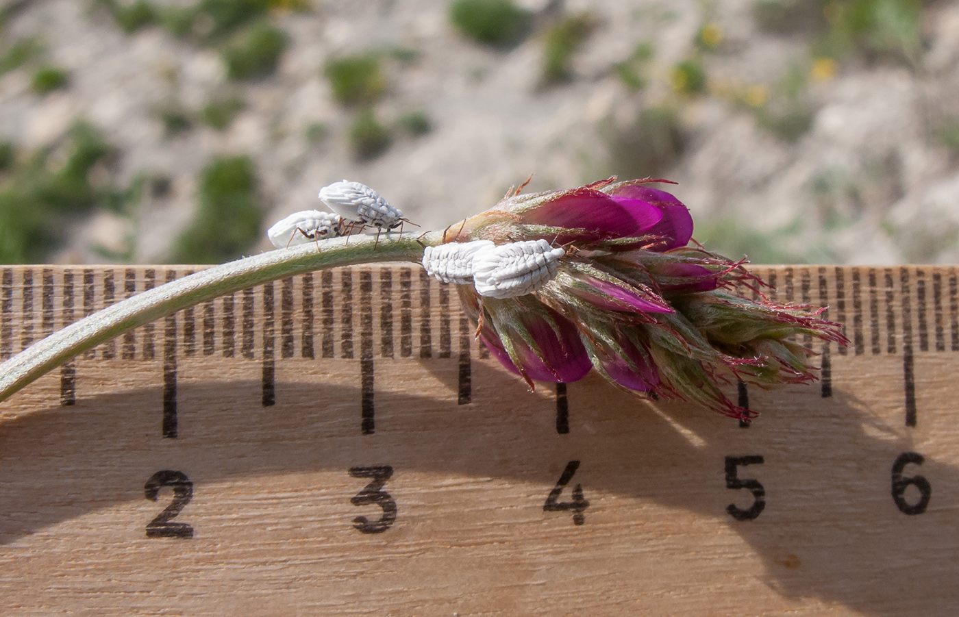Image of Hedysarum tauricum specimen.