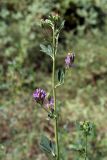 Medicago sativa