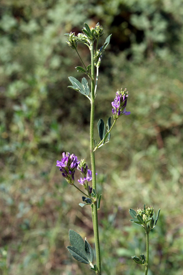 Изображение особи Medicago sativa.