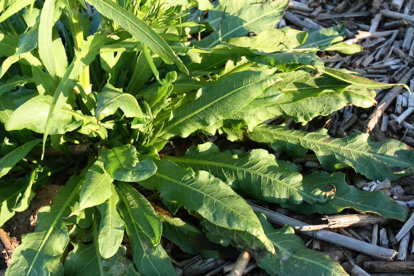 Image of Rumex maritimus specimen.