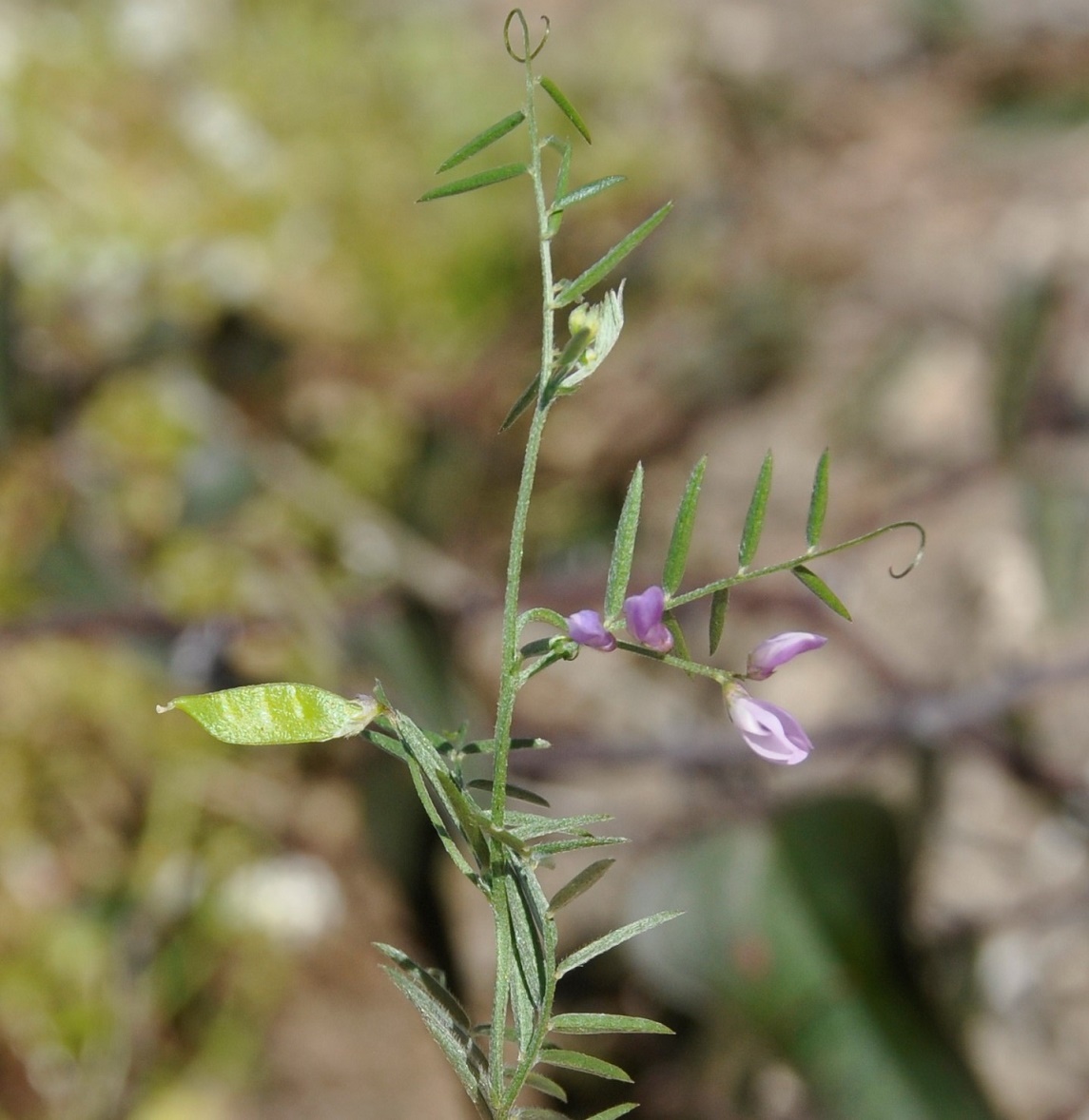 Изображение особи Vicia palaestina.