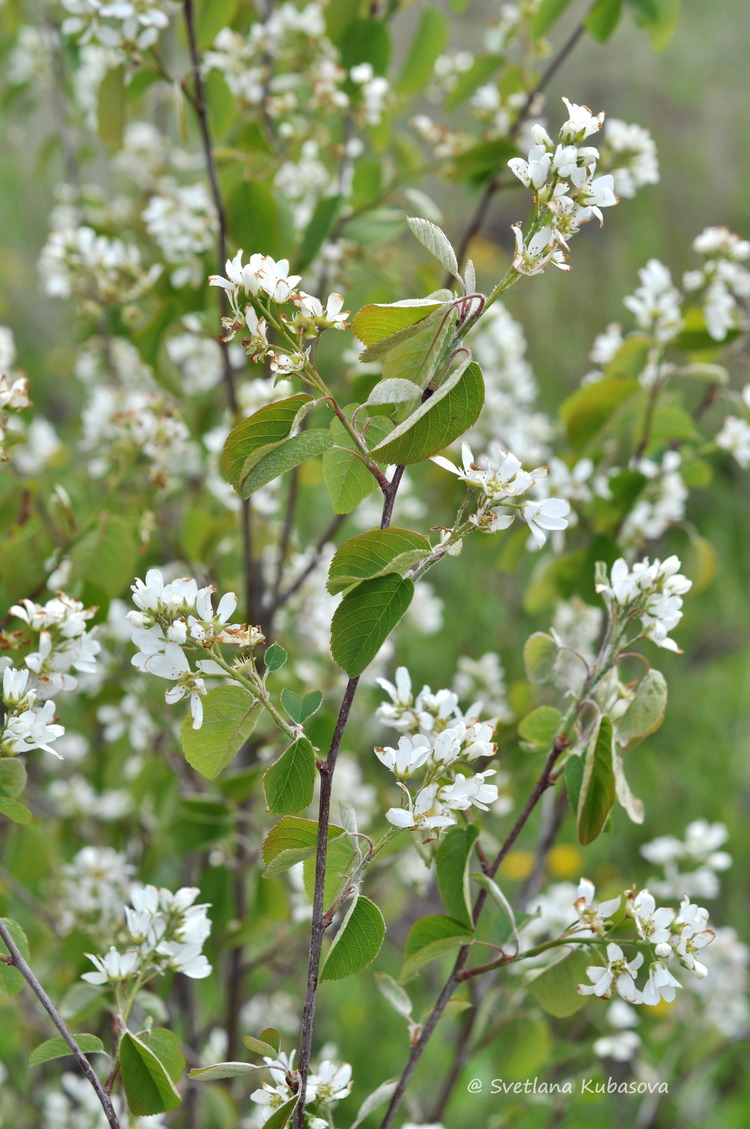 Изображение особи Amelanchier spicata.