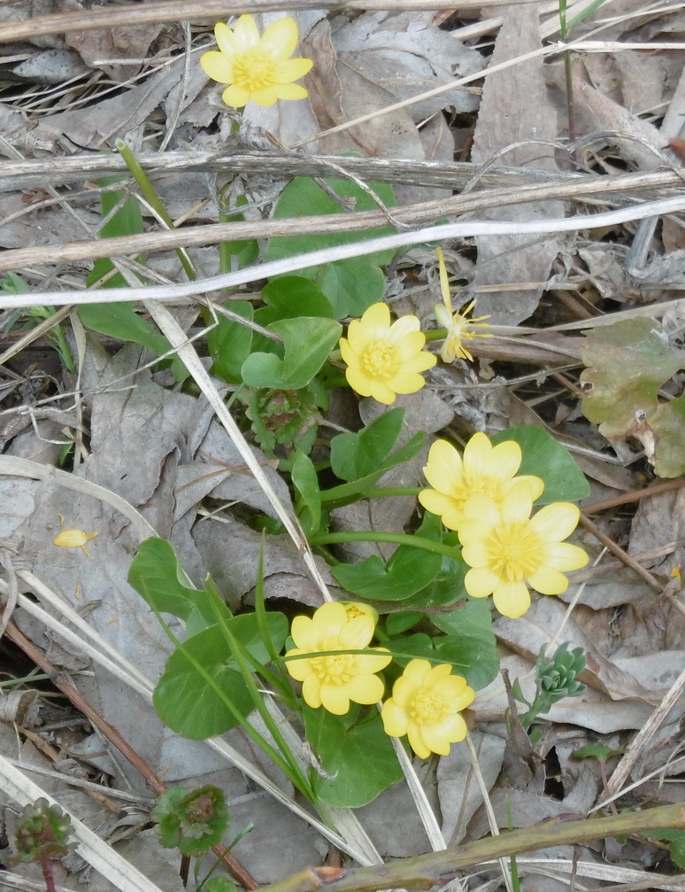 Image of Ficaria verna specimen.