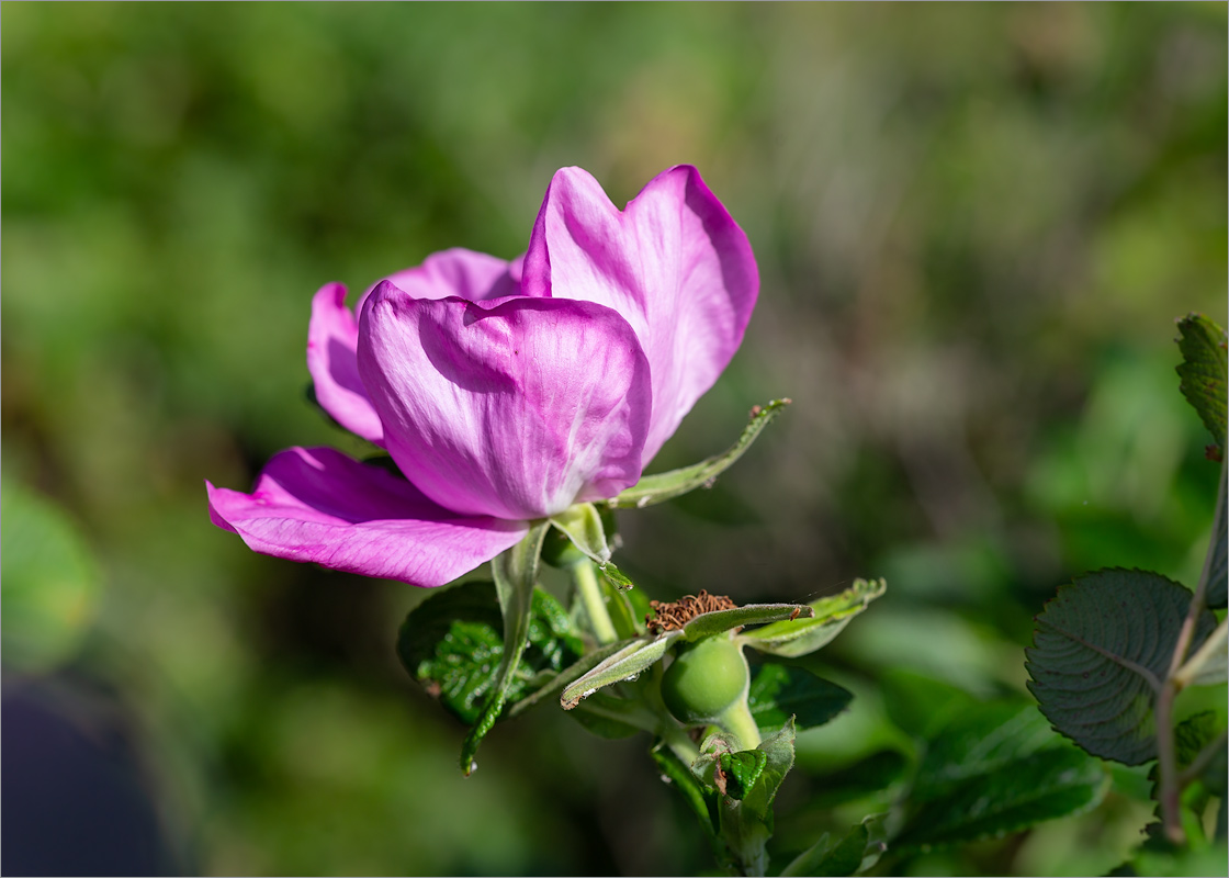 Image of Rosa rugosa specimen.