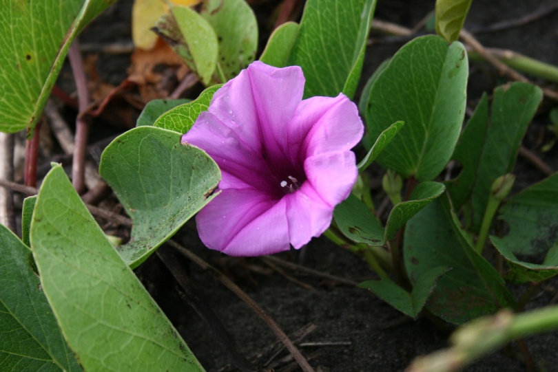 Image of Ipomoea pes-caprae specimen.