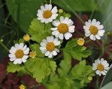 Pyrethrum parthenium