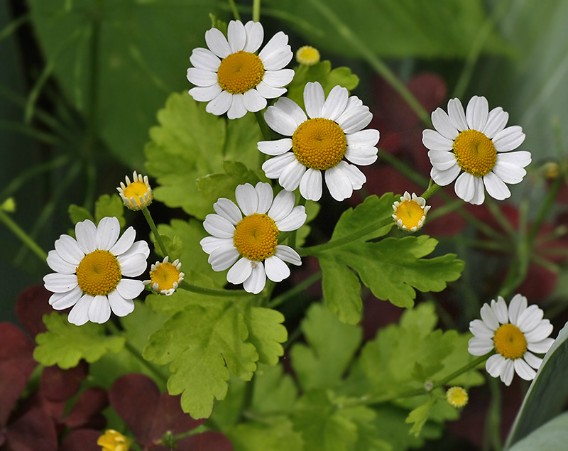 Изображение особи Pyrethrum parthenium.