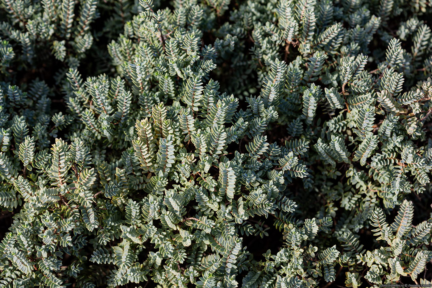 Image of Hypericum aegypticum ssp. webbii specimen.