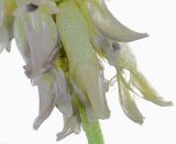 Astragalus uliginosus. Цветки. Республика Алтай, Шебалинский р-н, горное редколесье на гребене отрога г. Соловковая, около 650 м н.у.м. 28.07.2010.
